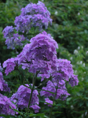 Phlox_Hesperis.jpg