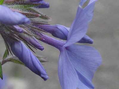 Moody Blue 6.JPG