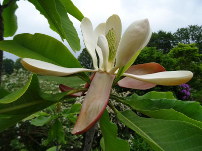 Magnolia officinalis biloba Mai 2019.JPG