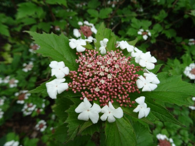 Viburnum sargentii Onondaga Mai 2019.JPG