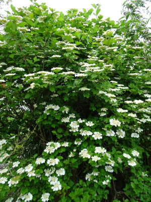 Viburnum opulus Compactum Mai 2019.JPG