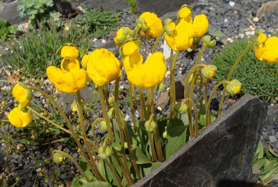 Calceolaria penellii19--4.jpg