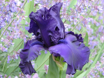 Iris Dusky Challenger.jpg