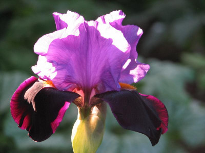 Iris Mysterieux 1.JPG
