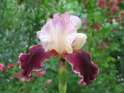 Iris Latin Lover.JPG