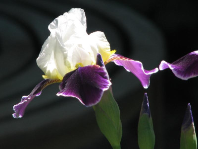 Iris Wabash.jpg