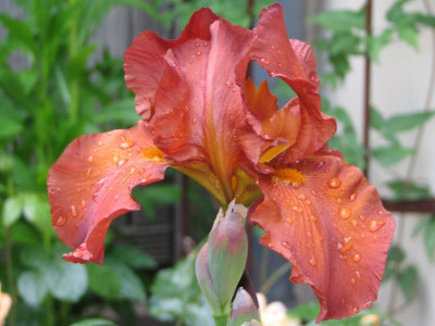 Iris Dutch Chocolate 1.jpg