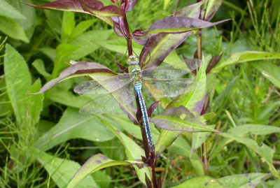 Libelle_1.jpg