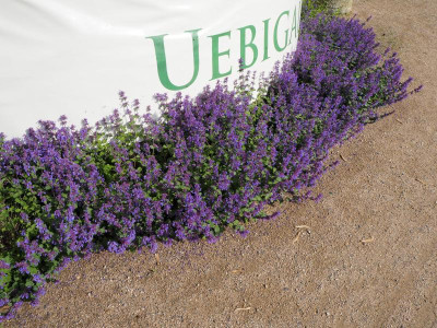 Nepeta 18.5.19 ue.JPG