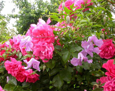 Rosarium_Uetersen_mit_Betty_Corning.jpg