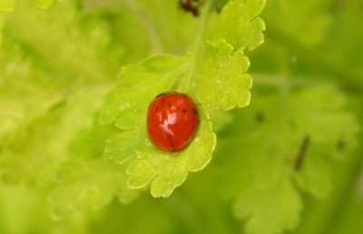 Siebenpunkt-Baby_auf_Tanacetum.jpg