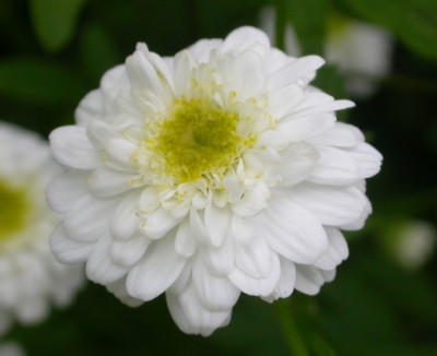 Tanacetum_grunblattrig_Blute.jpg