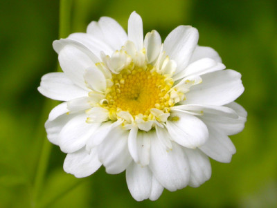 Tanacetum_gelbblattrig_Blute.jpg