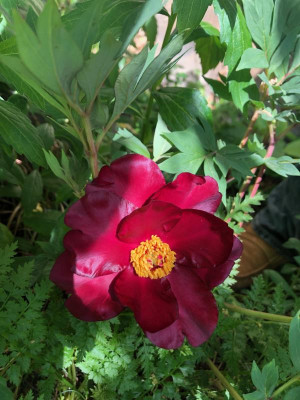paeonia-scarlet-heaven1.jpg