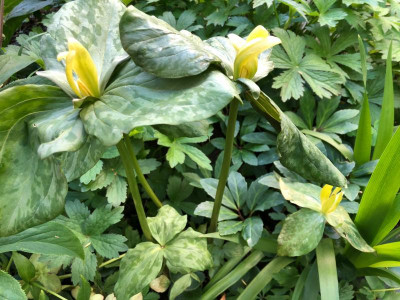 trillium-luteum2typen.jpg