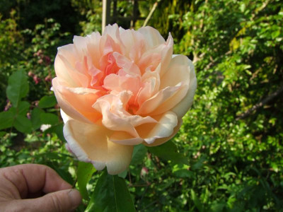 18.05.2019 17-59-21_8678.jpg