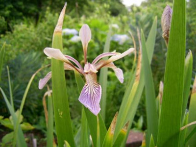 Iris_foetidissima_PIC_0532.JPG