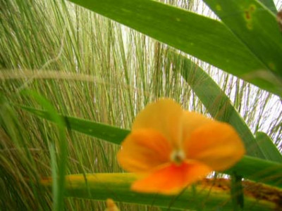 Eragrostis_curvula_Bent_PIC_0528.JPG
