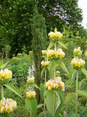 Yucca_Beet_PIC_0531.JPG