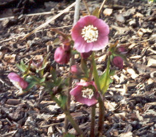 Helleborus2.jpg
