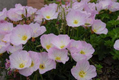 Oenothera_rosa.jpg