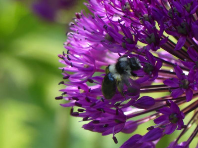 Wildbiene.unbekannt1.JPG