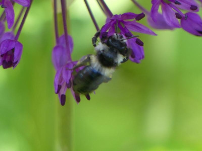 Wildbiene.unbekannt2.JPG