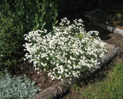 Tanacetum_parthenium_20060530_02.jpg