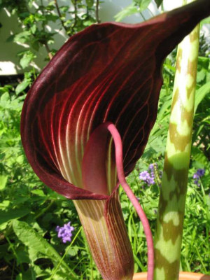 Arisaema_speciosum01.jpg