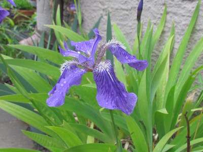 Spec tectorum.jpg
