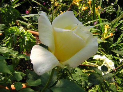 Golden_Ophelia1a.JPG