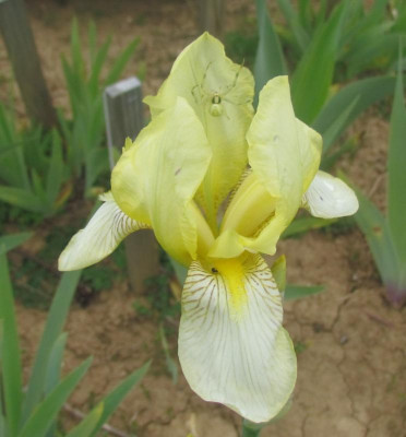 Spec x flavescens Hedwig.jpg