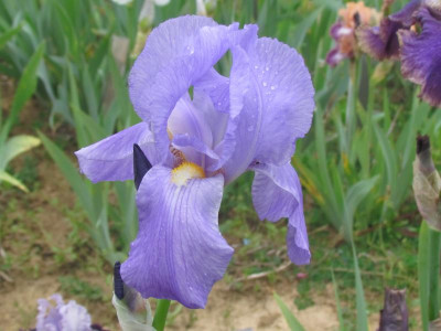 Spec pallida Empress of India.JPG