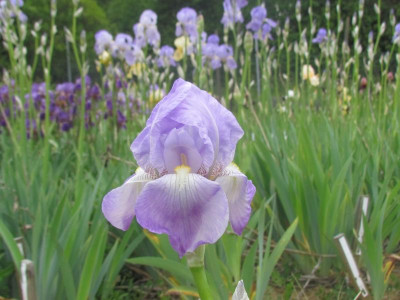 Spec x pallida-h.jpg