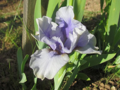 SDB Breezy Blue.jpg