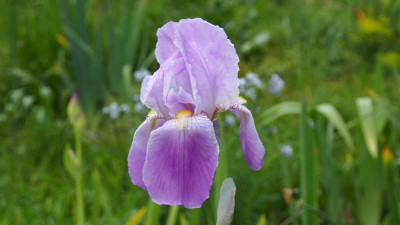 Iris TB 'Rheingauperle' P5220159.JPG