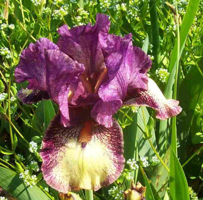 100_7776 TH IB plicata violett.jpg