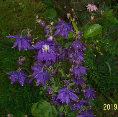 100_7772 Akelei clematisblütig.jpg