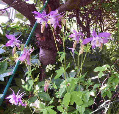 100_7762 Aquilegia caerulea.jpg