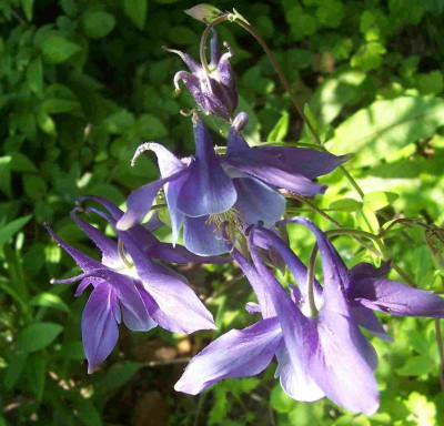 100_7764 Aquilegia caerulea.jpg