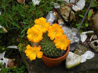 Rebutia senilis 2019-04-28 3.JPG