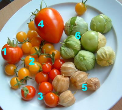 tomatenernte09804.jpg