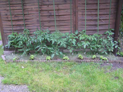tomatencarport5.jpg