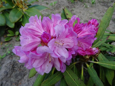 Rhodo brachycarpum x galactinum Mai 2019 s2014.JPG