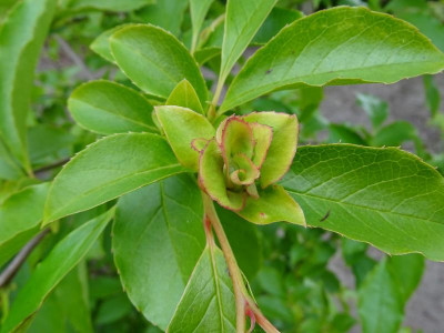 Stewartia rostrata Mai 2019 Knospe.JPG