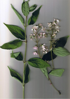 PflanzeBlüten.jpg
