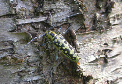 Käfer auf Pfirsich 18.5.19.jpg