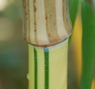 Phyllostachys-vivax--Aureoc.jpg