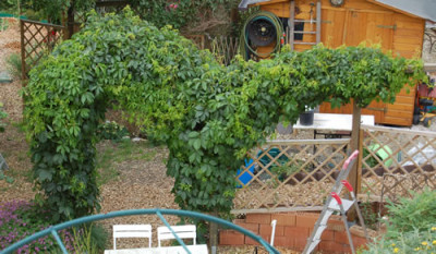 Wilder_Wein_0010__N_7609.jpg