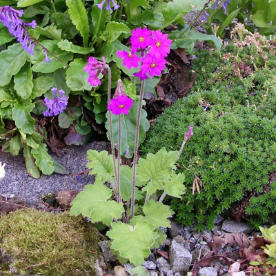 Primula kisoana 17.05.19.JPG